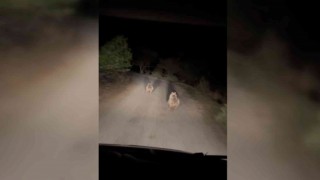 Ayılar köyün içinde otomobilin ışığıyla süratle koştu