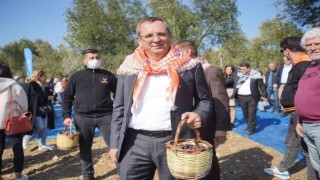 Ayvalık 17. uluslararası zeytin hasat festivali programı yine dopdolu