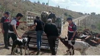 Balyada büyükbaş hayvan hırsızları yakalandı