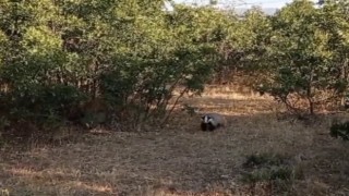 Bingölde koruma altında bulunan porsuklar görüntülendi