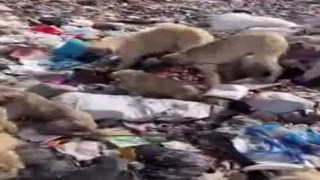 Bingölde yavru köpekler iple birbirine bağlanıp çöplüğe atıldı
