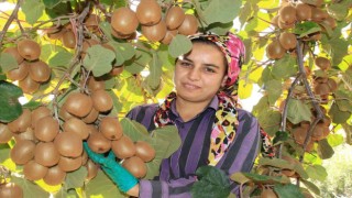 Birçok ülkeye ihraç ediliyor: Kivinin bahçede kilosu 10 TL