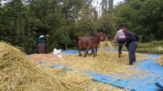 Bitliste geleneksel yöntemlerle pirinç hasadı yapılıyor