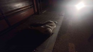 Bodrumda 3 köpek ölmüş olarak bulundu