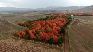 Bozkır tuvale dönüştü, oluşan manzara mest etti