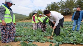Bucalı çiftçiler kış sezonunun ilk hasadını yaptı