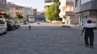 Bulanıkta sokak hayvanları unutulmadı