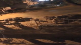 Bursada aç kalan domuzlar şehre indi