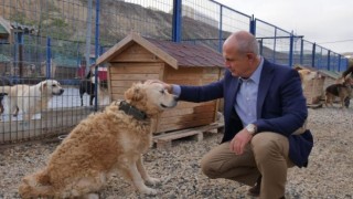 Büyükçekmece Belediyesi e-Devletten hayvan sahiplendirecek