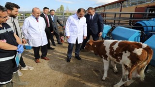 Çankırıda şap hastalığına karşı aşılama kampanyası başladı