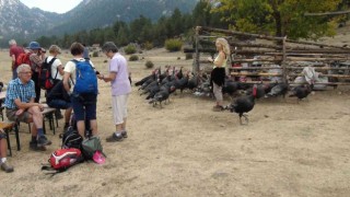 Çekirge ile mücadele için salınan hindiler turistlerin ilgi odağı oldu