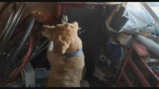 Çelik kasaya saklanmış uyuşturucuyu narkotik köpeği buldu
