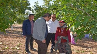 Cevizin tarladan sofraya yolculuğu başladı