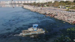 Deniz marulu yeniden İzmir Körfezinde