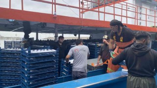 Denizden palamut fışkırdı, 10 bin kasa palamut yakaladılar
