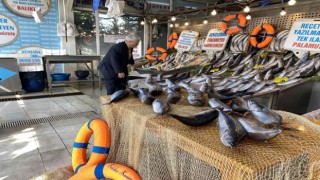 Denizlerde en çok Omega 3ün bulunduğu palamutta bolluk