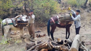 Derecikte kışlık odun toplama telaşı