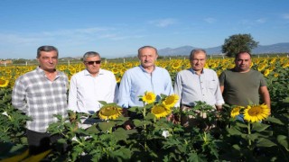 Didim Belediyesinin ektiği ayçiçekleri hasada hazır