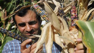 Diyarbakırlı girişimci, bir avuç Kızılderili tohumuyla rengarenk mısırlar üretti