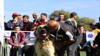 Doğu Karadenizin ilk Türk Çoban, Av ve Bekçi Köpekleri Irk Standartları Yarışması Gümüşhanede düzenlendi