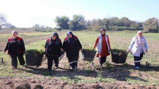 Düzcede Melisa hasadı başladı