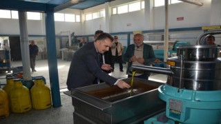 Edremitte zeytinin, zeytinyağına yolculuğu başladı
