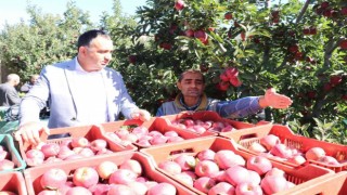 Eğirdirde 61 bin dekarlık elma bahçesinden 400 bin ton rekolte bekleniyor