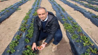 Ekim ayında bozkır ortasında çilek hasadı