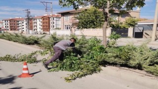 Elazığ Belediyesinden ağaç budama çalışması