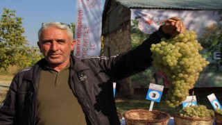 Elazığda bağ bozumu etkinliği