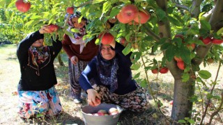Elma hasadına başlanan Amasyada bahçeler rengarenk