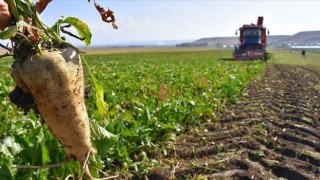 Erzincanda şeker pancarı hasatı başladı