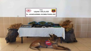 Eşmede 7 kilo esrar ele geçirildi