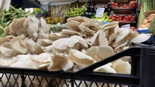 Etle aynı değere sahip istiridye mantarı ilgi odağı oldu