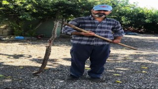 Evine giren yılan öldürüldü