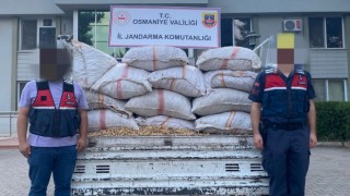 Fıstık hırsızları jandarmadan kaçamadı