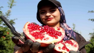 Fiyatı yüzde yüz artan nar yüz güldürüyor