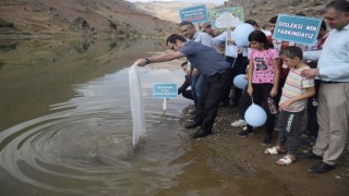 Garzan Barajı ve Çayına 750 bin adet balık salındı