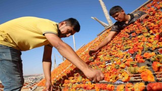 Gaziantepte sezonun son kurutmalıkları güneşe bırakıldı