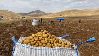 Gümüşhanede patates hasadı devam ediyor