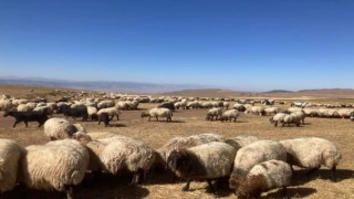 Güroymakta hayvan aşılama çalışması