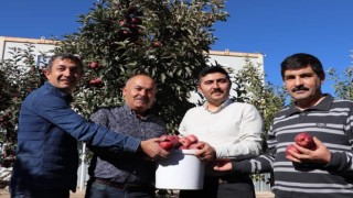 Güründe elma hasadında sona gelinde