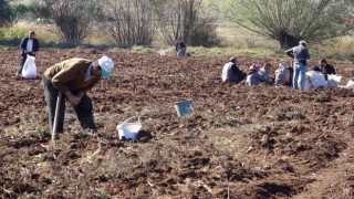 Hasat sonrası akına uğradı, kışlık patates ihtiyaçlarını ücretsiz elde ettiler
