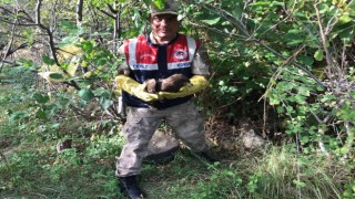 Hatayda jandarma yaralı şahin buldu