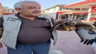 Hatayda yaralı halde bulunan şahin tedavi edildi