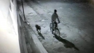 Iğdırda pitbull cinsi köpek ile hırsızlık