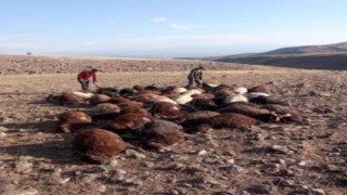 Iğdırda yıldırım isabet eden 56 koyun telef oldu