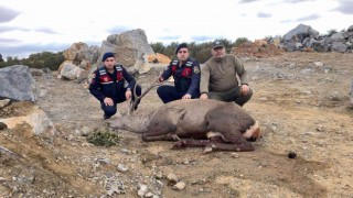 Jandarma ekiplerince bulunan yaralı geyik tedavi edildi