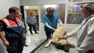 Jandarma ekiplerinin yaralı halde bulduğu köpek tedavi edildi