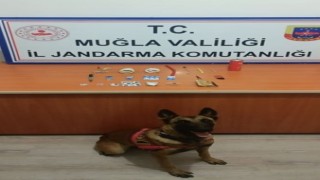 Jandarmanın detektör köpeği uyuşturucuya geçit vermedi